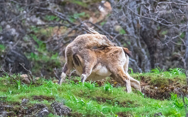 Wild goats (Capra aegagrus) live in rocky mountains covered with caves and grasses at 1500 meters high rocky places. This photograph was taken in the Elazıg City o Turkey.