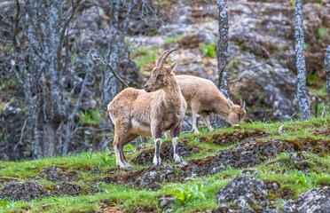 Naklejka na ściany i meble Wild goats (Capra aegagrus) live in rocky mountains covered with caves and grasses at 1500 meters high rocky places. This photograph was taken in the Elazıg City o Turkey.
