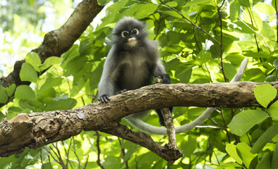 Singes à lunettes ou langurs obscurus (dusky leaf monkey) dans leur habitat naturel (forêt tropicale), certains avec leur petit
