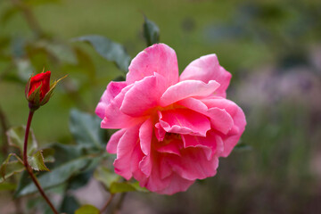 pink rose in a garden