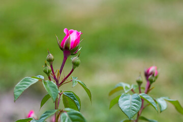 pink roses in a garden