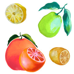 fruit of ripe grapefruit, lemon, lime, citrus fruit illustrations