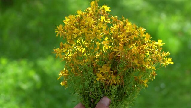 St John's Wort in natural ambient (Hypericum perforatum) - (4K)