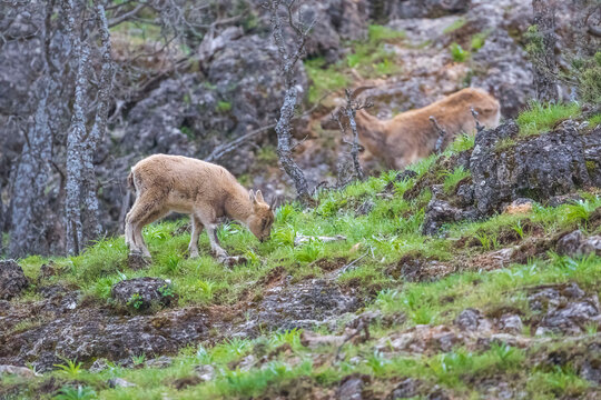 Wild goats (Capra aegagrus) live in rocky mountains covered with caves and grasses at 1500 meters high rocky places. This photograph was taken in the Elazıg City o Turkey.