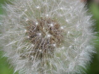 dandelion with water drops close-up background