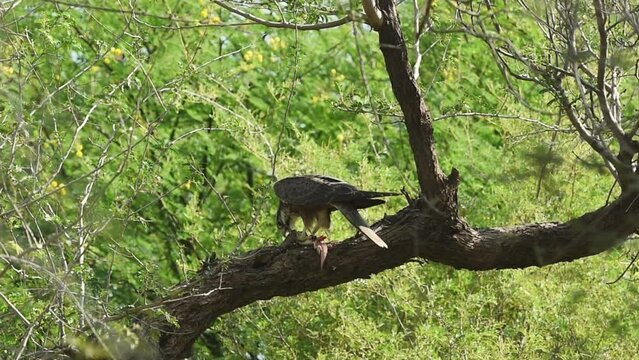full shot of Laggar falcon or Falco jugger hunt and feasting Spiny tailed lizard or Uromastyx in natural green background. Migratory bird of prey perched on a tree with lizard kill in forest of india