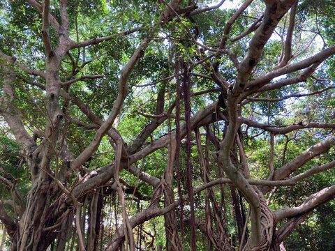 沖縄のガジュマル