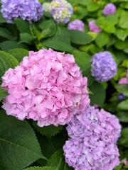 hydrangea flower. summer nature. beautiful plants outdoors. contrasts of greenery and flowers. pink and purple. fauna