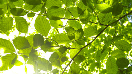8K resolution. Green leaves of beech tree during sunny day, macro shot