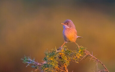 Spectacled Warbler (Sylvia conspicillata) is a species of bird that lives in high altitudes, usually in the range of 1,700 to 2,000 altitude.