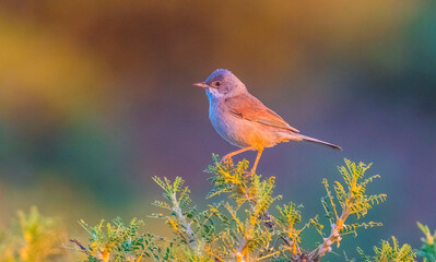 Spectacled Warbler (Sylvia conspicillata) is a species of bird that lives in high altitudes, usually in the range of 1,700 to 2,000 altitude.