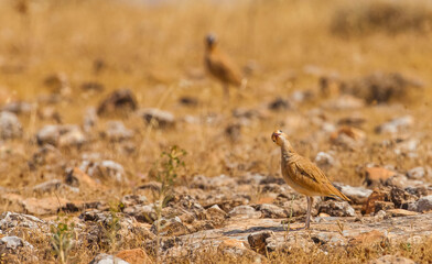 Cream-colored cours Cursorius cursor, every year comes from Africa in the spring to breed the southern part of Turkey. In autumn, she returns to Africa again for the winter with her new adult behavior