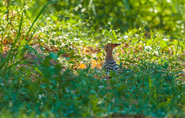 Eurasian Hoopoe (Upupa epops) usually do their nests in pillars of foot.