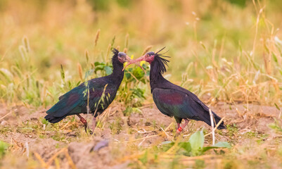 Northern Bald Ibis (Geronticus eremita) lives only half as immigrant colonies in Sanliurfa in Turkey. Some are found in Africa.