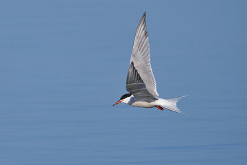 Die Flussseeschwalbe (Sterna hirundo)