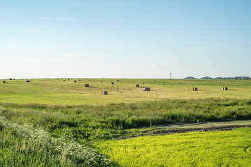 Fototapeta premium Grass field with cut grass collected in bales, hay harvesting.