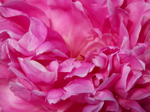 pink peony petals close-up background