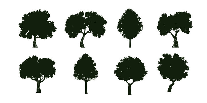 Set  Trees with Leaves. Vector outline Illustration. Plant in Garden.