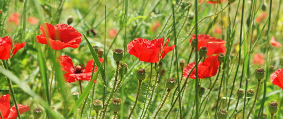 Fototapeta na wymiar Border with red poppy flowers on wild meadow