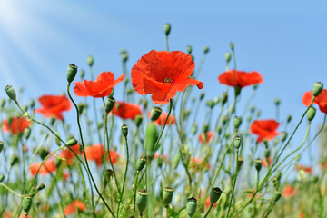 Red poppy flowers on wild meadow against blue sky