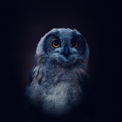 portrait of a eagle owl