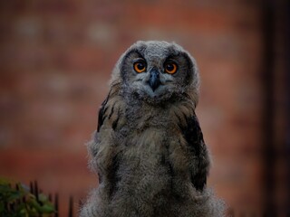 Eagle Owl