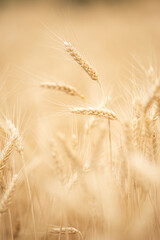 Ripe wheat field ears closeup - obrazy, fototapety, plakaty