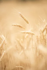 Tuinposter Ripe wheat field ears closeup © JRP Studio