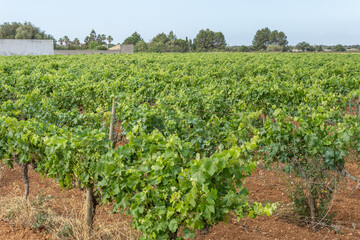 Fototapeta na wymiar General view of a growing grape vine