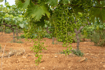 Close-up of a growing grape vine