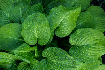 Nature background of green leaves