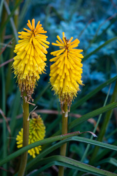 Red hot poker flowers in evening sun
