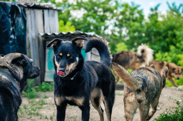 Dog at the shelter. Dogs walking in the animal shelter outdoor