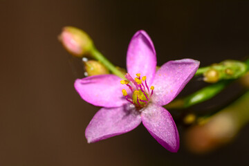 close up of a pink flower