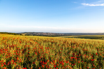 Poppies growing on Ditchling Beacon, with a distant view of Brighton