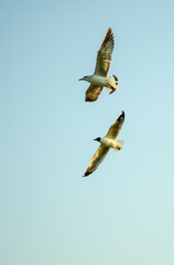 seagull in flight