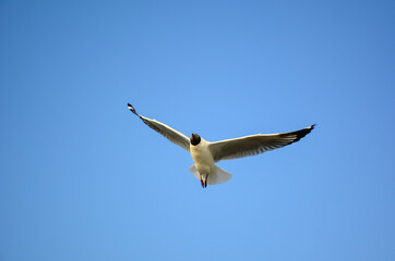 seagull in flight
