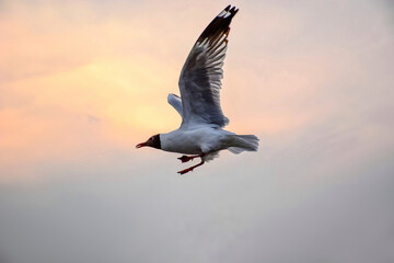 Fototapeta premium seagull in flight