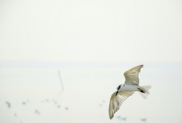 seagull in flight