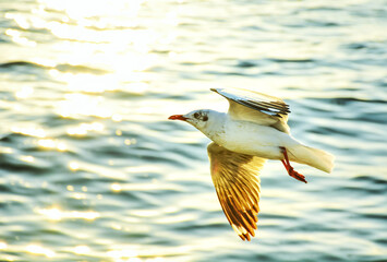 seagull in flight