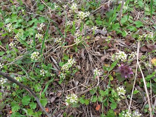 nature, flowers, plants, sky, landscape