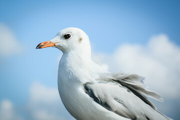 seagull on a blue sky