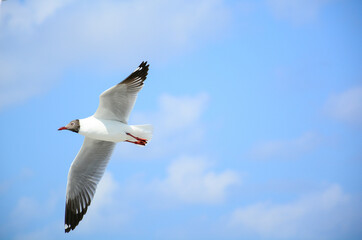 seagull in flight