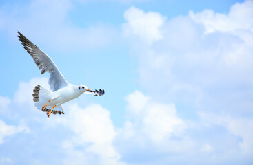 seagull in flight