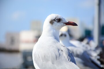 close up of a seagull