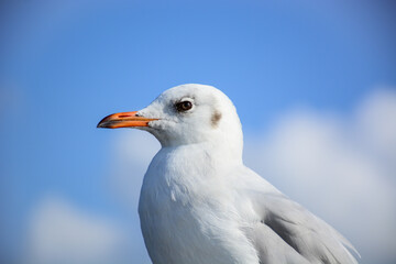 seagull on a sky
