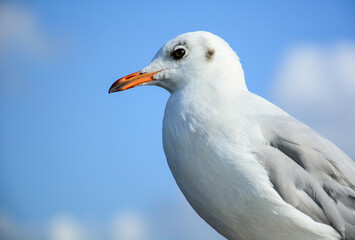 seagull on a blue sky