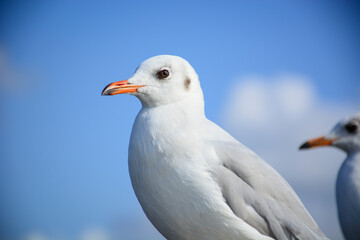 seagull on the beach