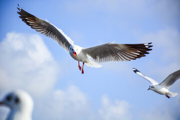 seagull in flight