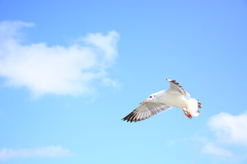 seagull in flight